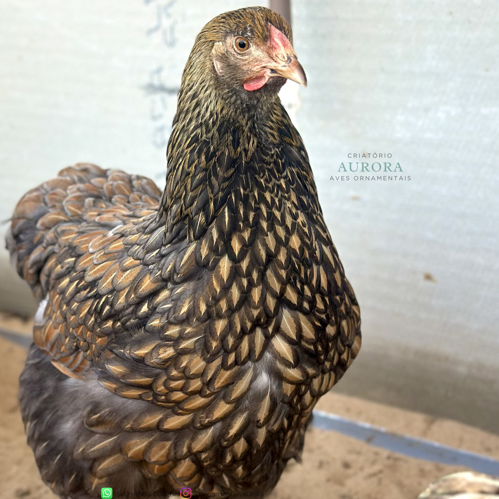 Wyandotte Azul Laceada | Galinha Ornamental – Aurora Ornamentais