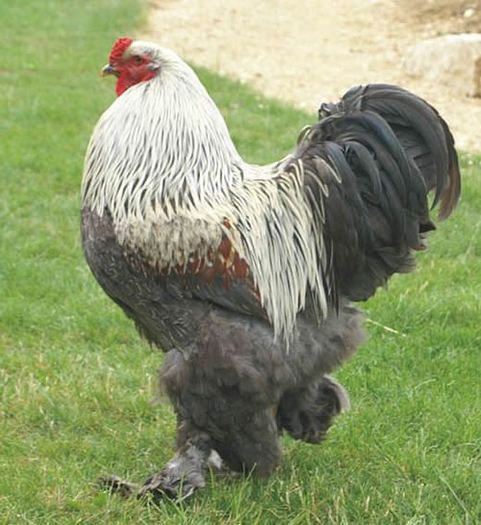 Brahma Silver Orange