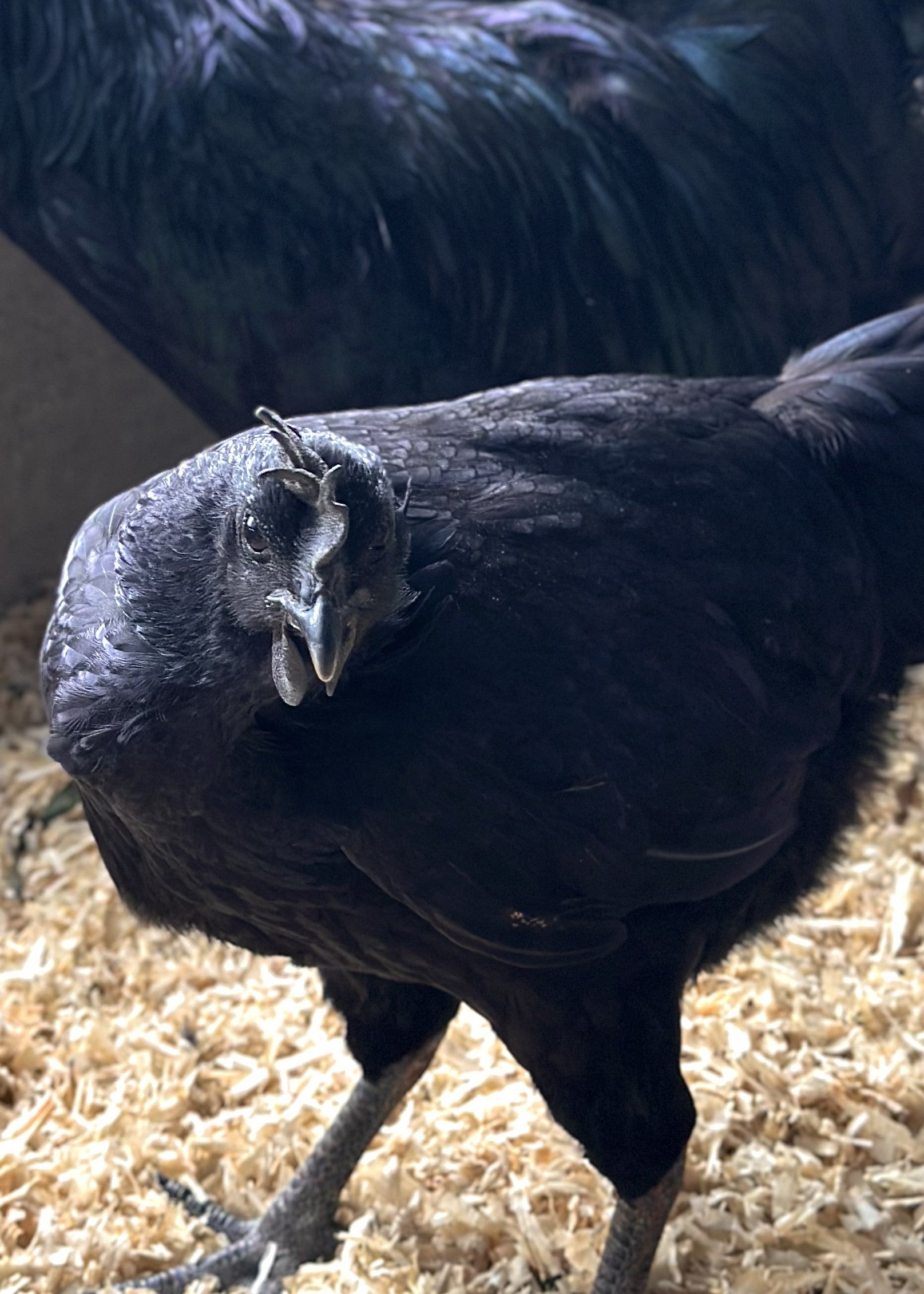 Ayam Cemani | Galinha Ornamental Negra – Aurora Ornamentais