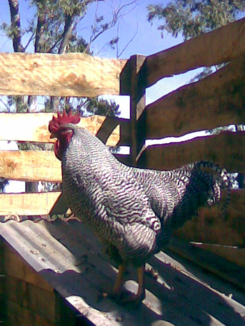 Plymouth Rock Barrado