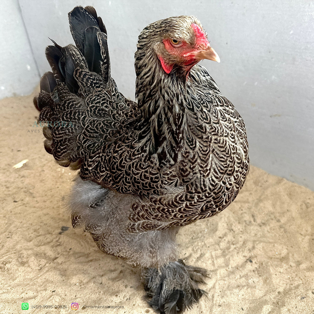 Ovos Férteis Brahma Dark | Galinha Ornamental – Aurora Ornamentais