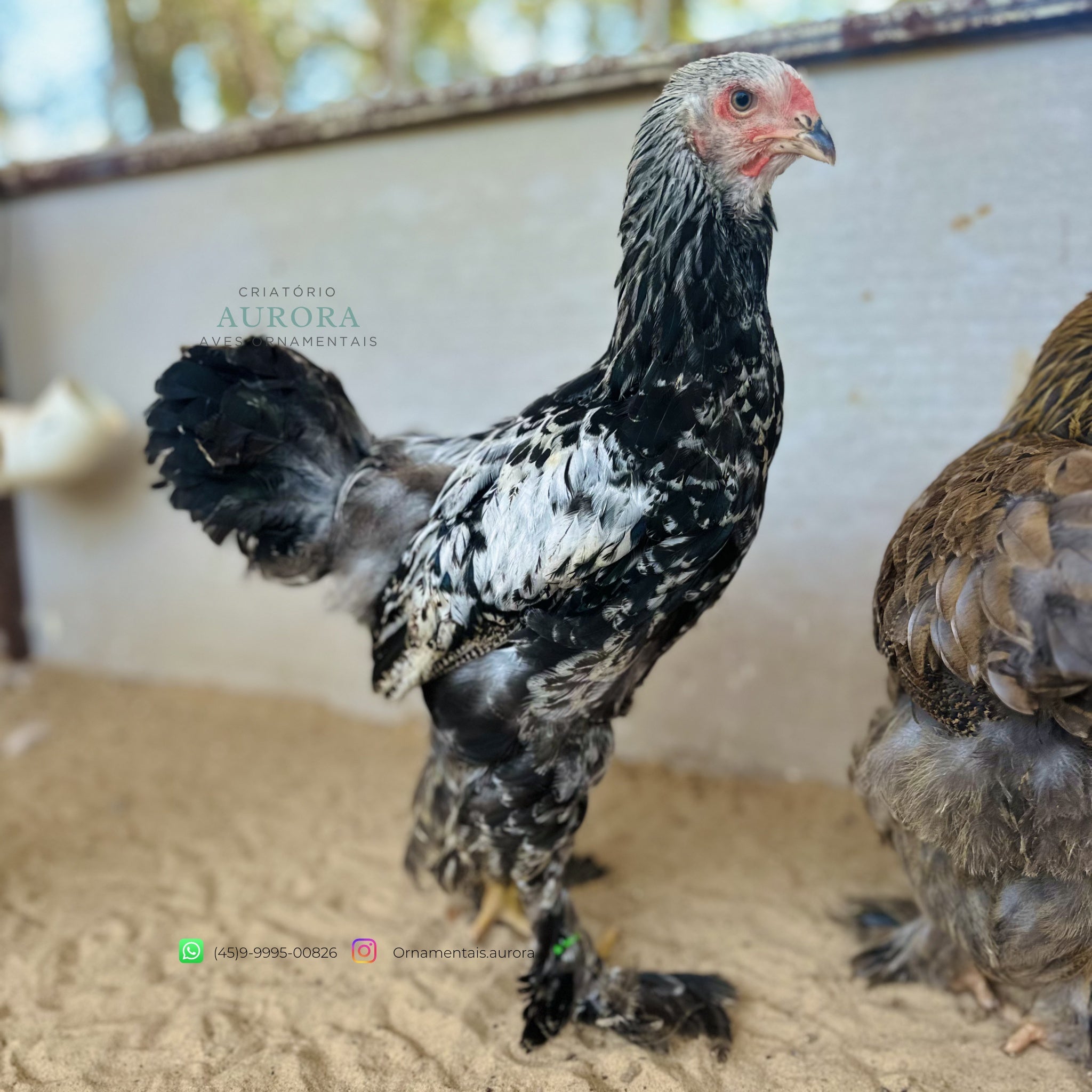 Ovos Férteis Brahma Dark | Galinha Ornamental – Aurora Ornamentais