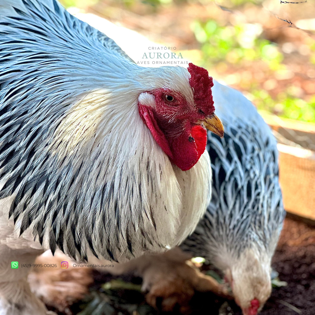 Ovos Férteis Brahma Light |  Ornamental – Aurora Ornamentais