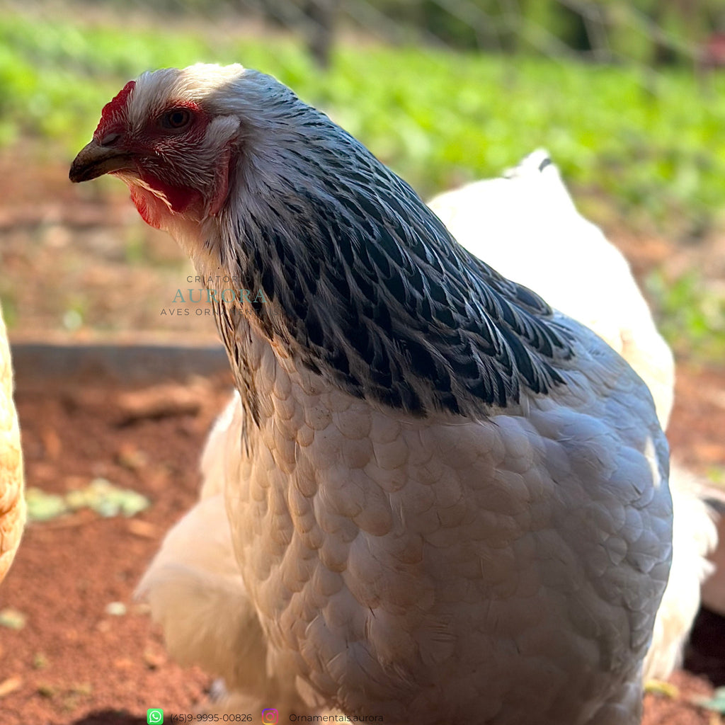 Brahma Light – Galinha Ornamental Gigante | Aurora Ornamentais