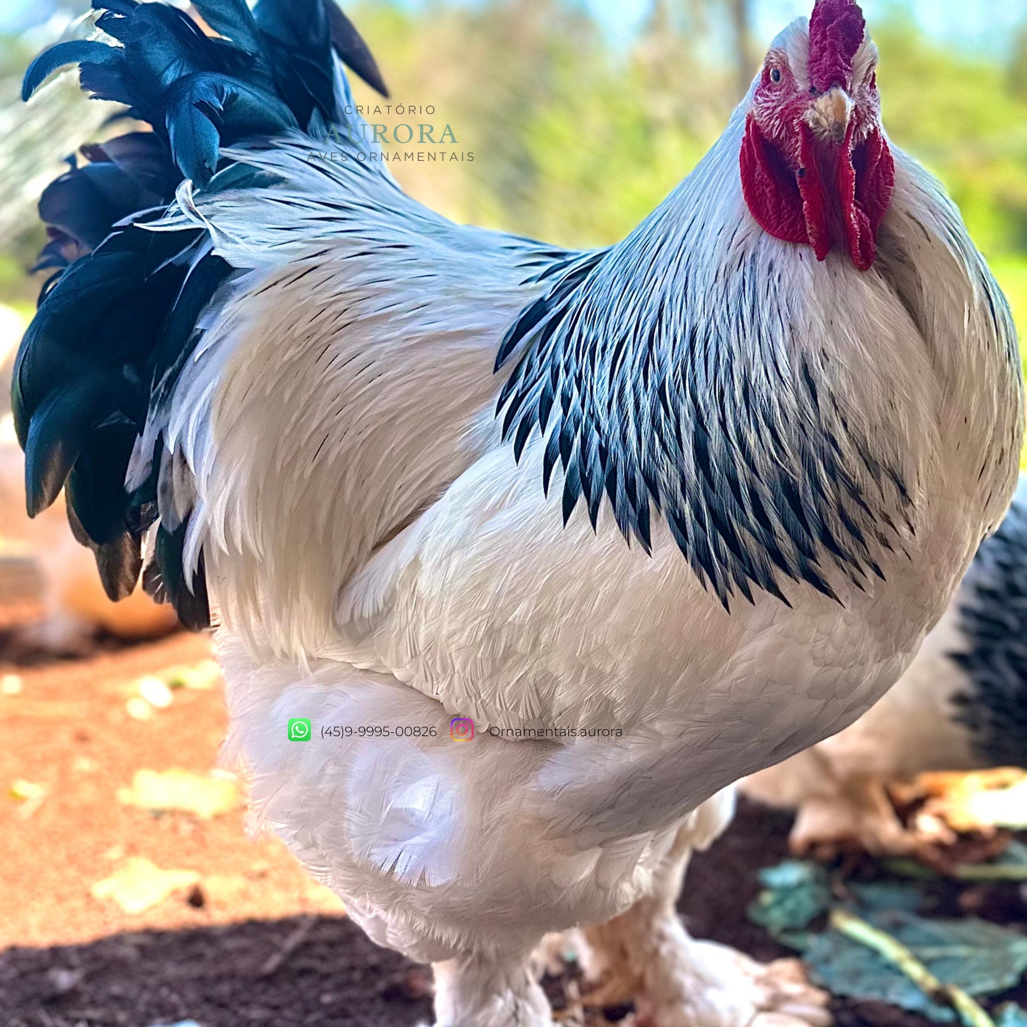Brahma Light – Galinha Ornamental Gigante | Aurora Ornamentais