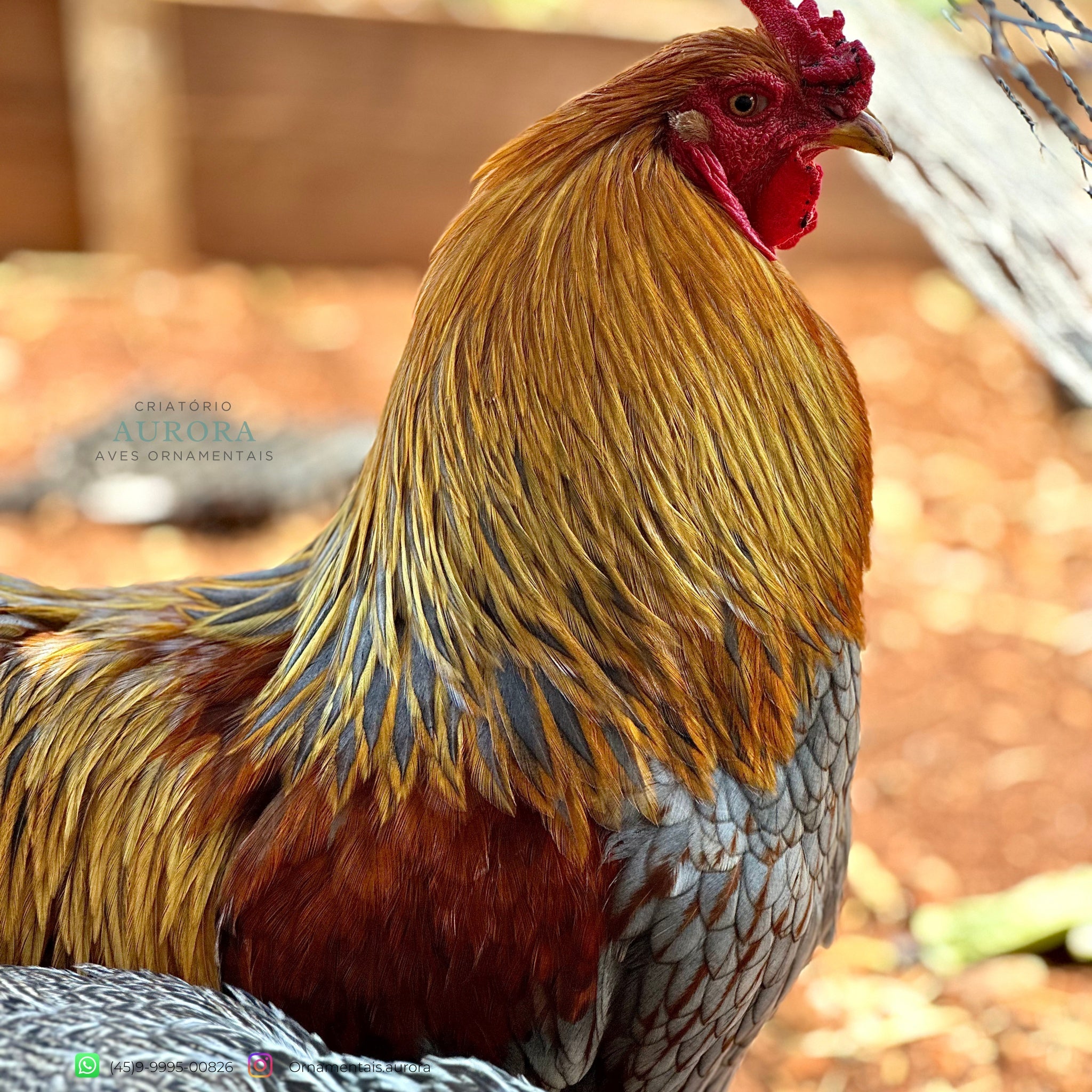 Brahma Perdiz Azul – Galinha Ornamental Gigante | Aurora Ornamentais