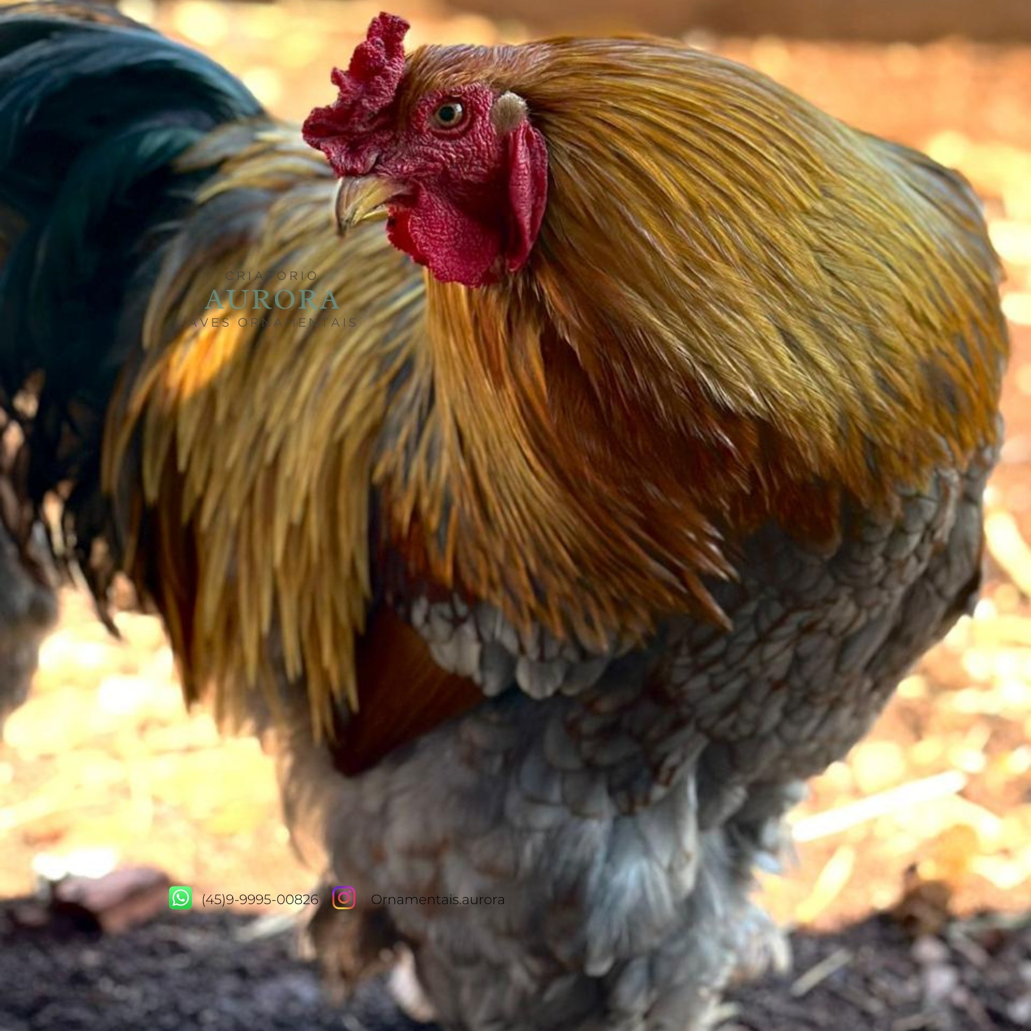 Brahma Perdiz Azul – Galinha Ornamental Gigante | Aurora Ornamentais