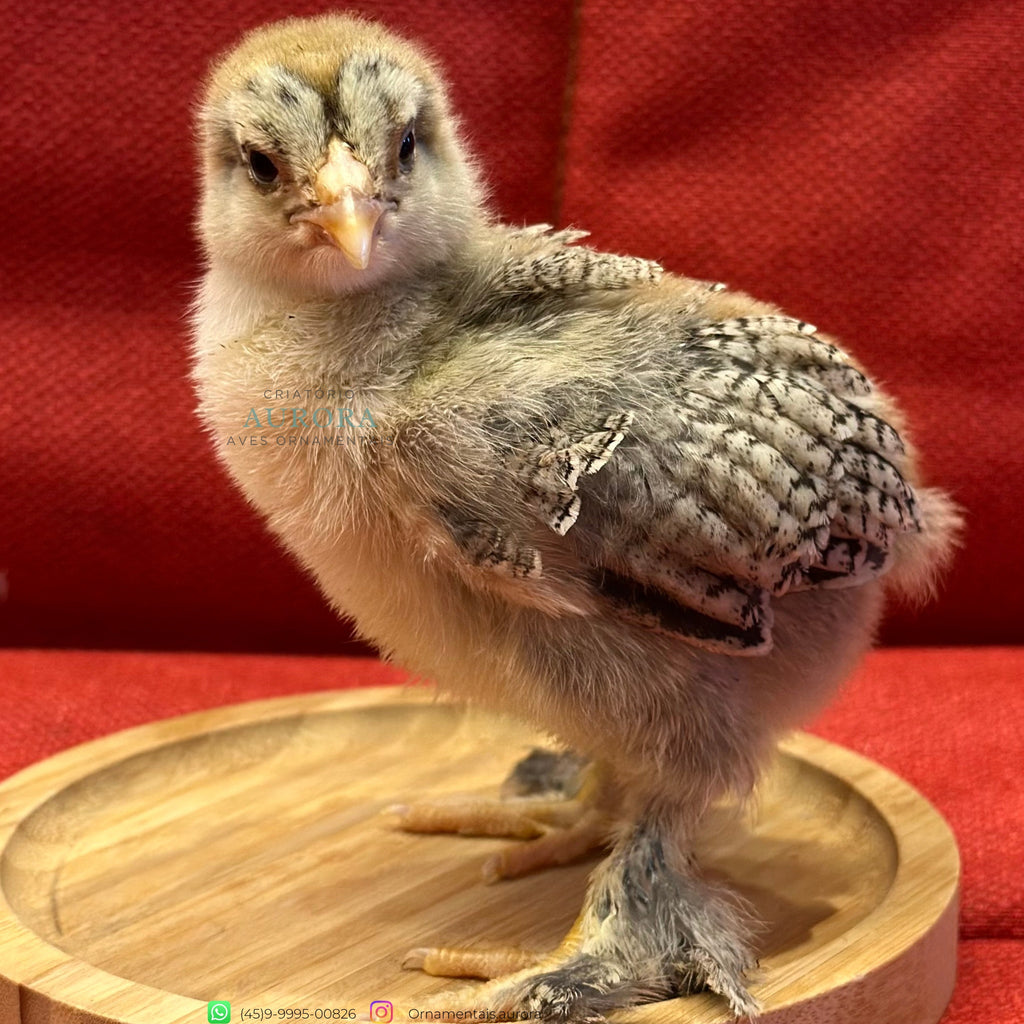 Brahma Perdiz Azul – Galinha Ornamental Gigante | Aurora Ornamentais