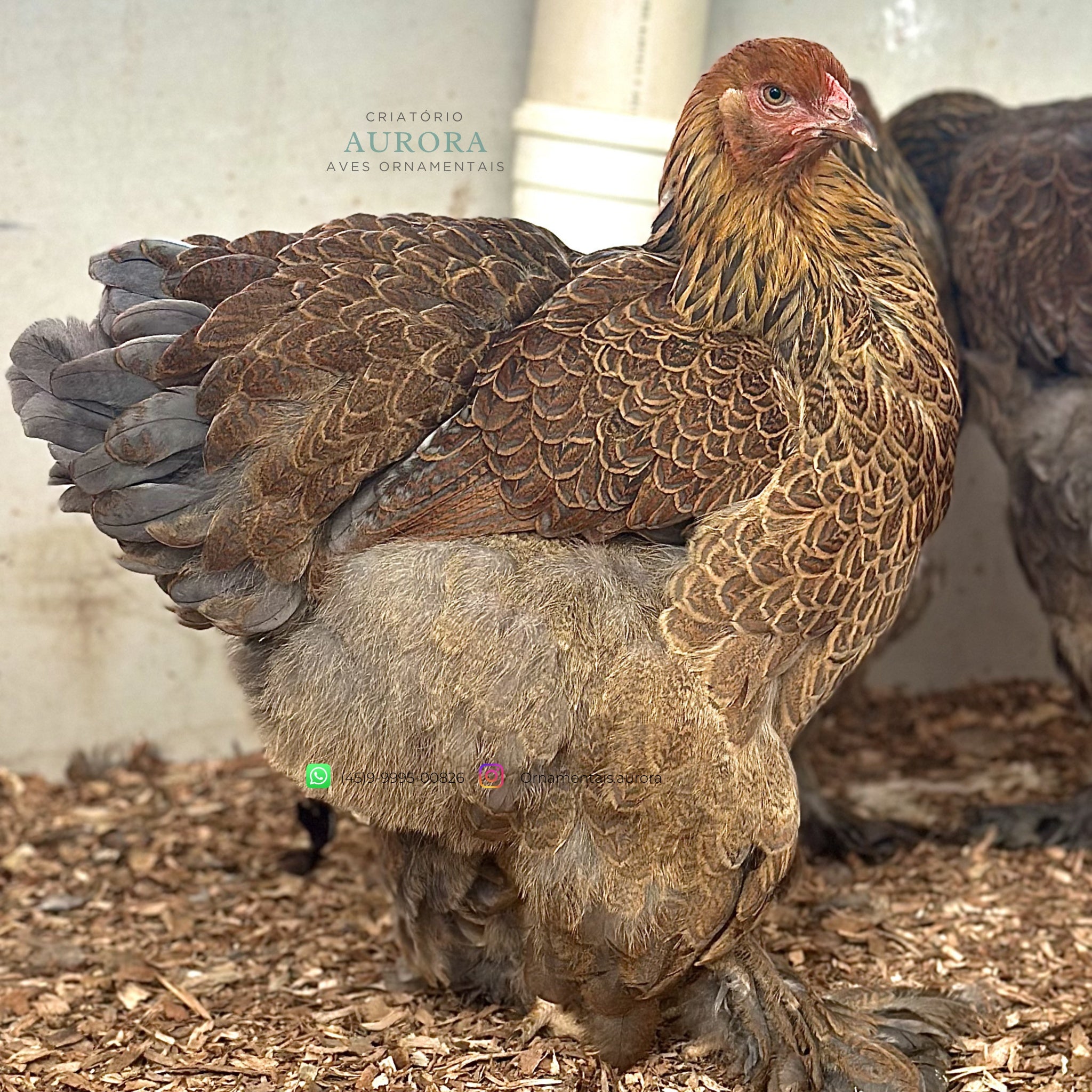 Brahma Perdiz Azul – Galinha Ornamental Gigante | Aurora Ornamentais