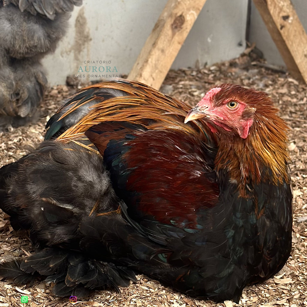 Brahma Perdiz Azul – Galinha Ornamental Gigante | Aurora Ornamentais