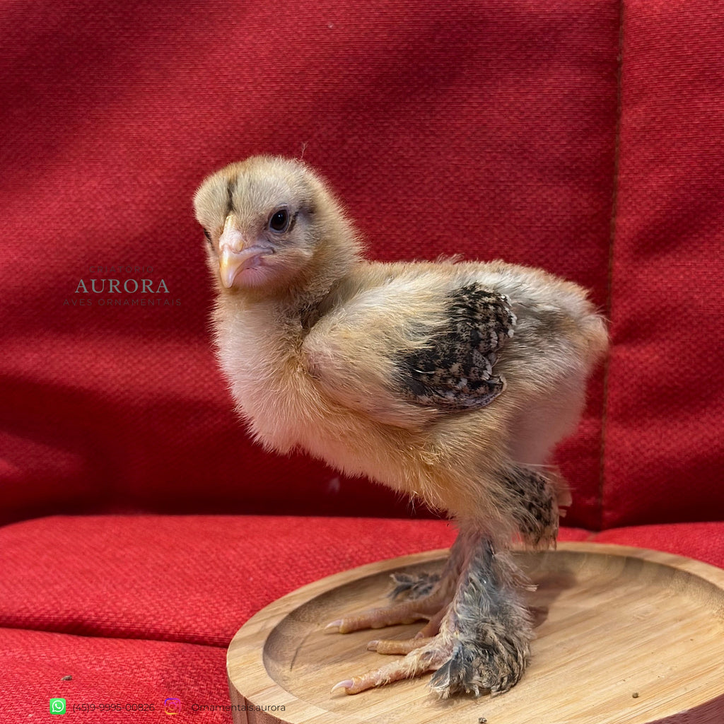 Brahma Perdiz Azul – Galinha Ornamental Gigante | Aurora Ornamentais