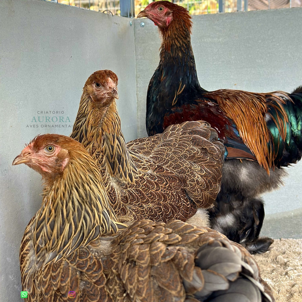 Brahma Perdiz Azul – Galinha Ornamental Gigante | Aurora Ornamentais