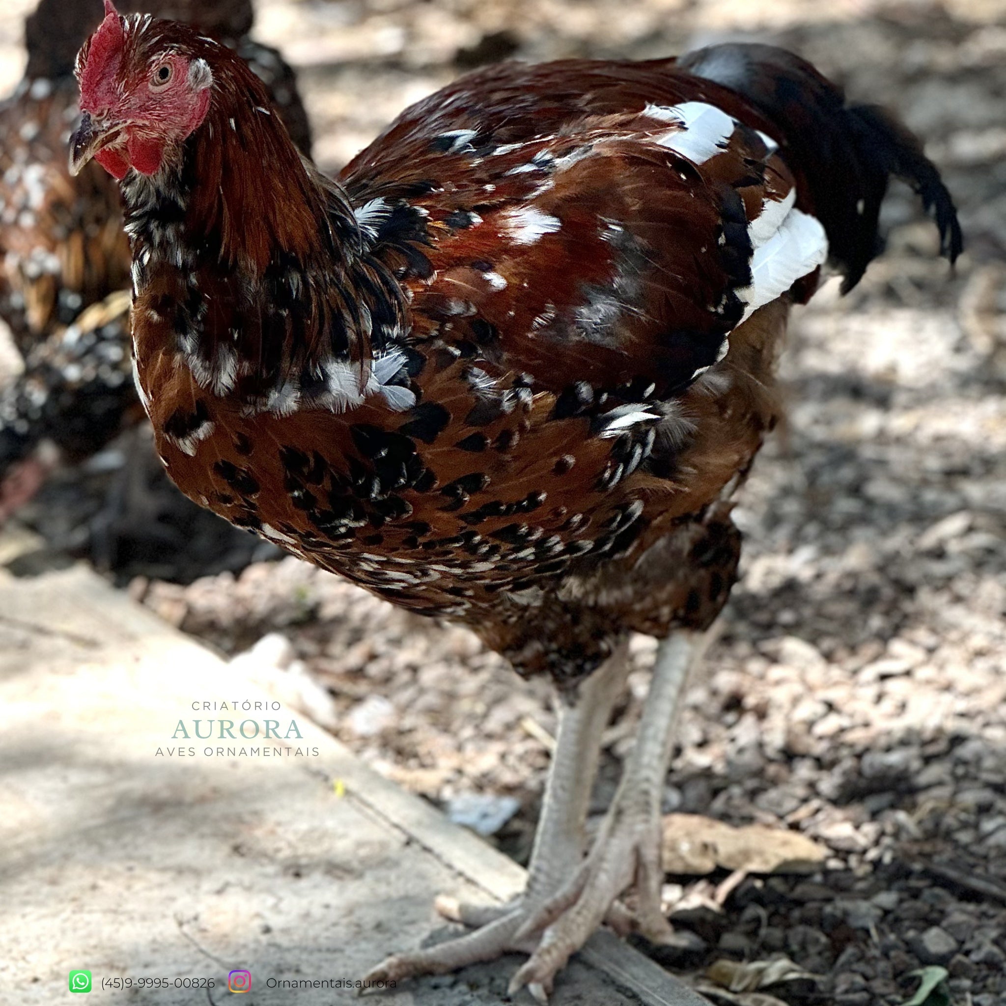 Galinha Balão Sertanejo (GSB) | Galinha Ornamental – Aurora Ornamentais