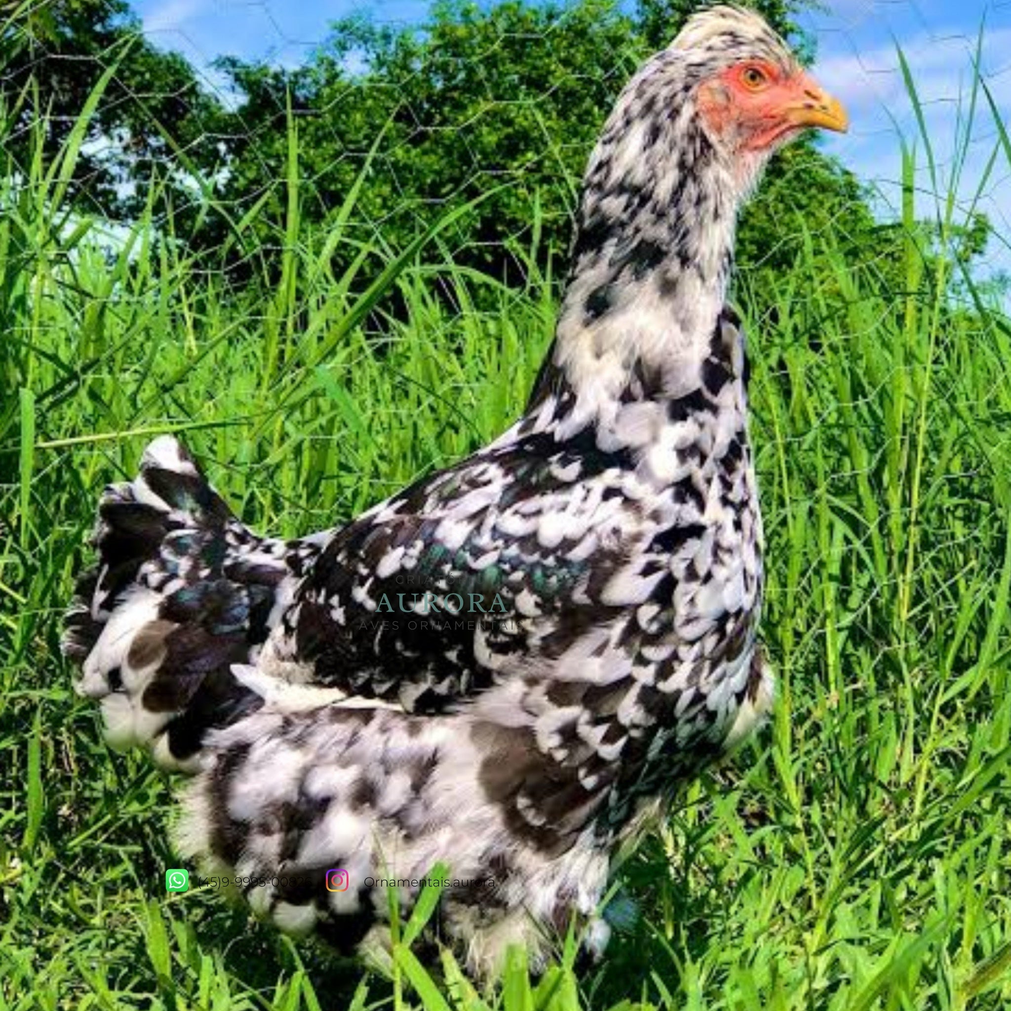 Galinha Balão Sertanejo (GSB) | Galinha Ornamental – Aurora Ornamentais
