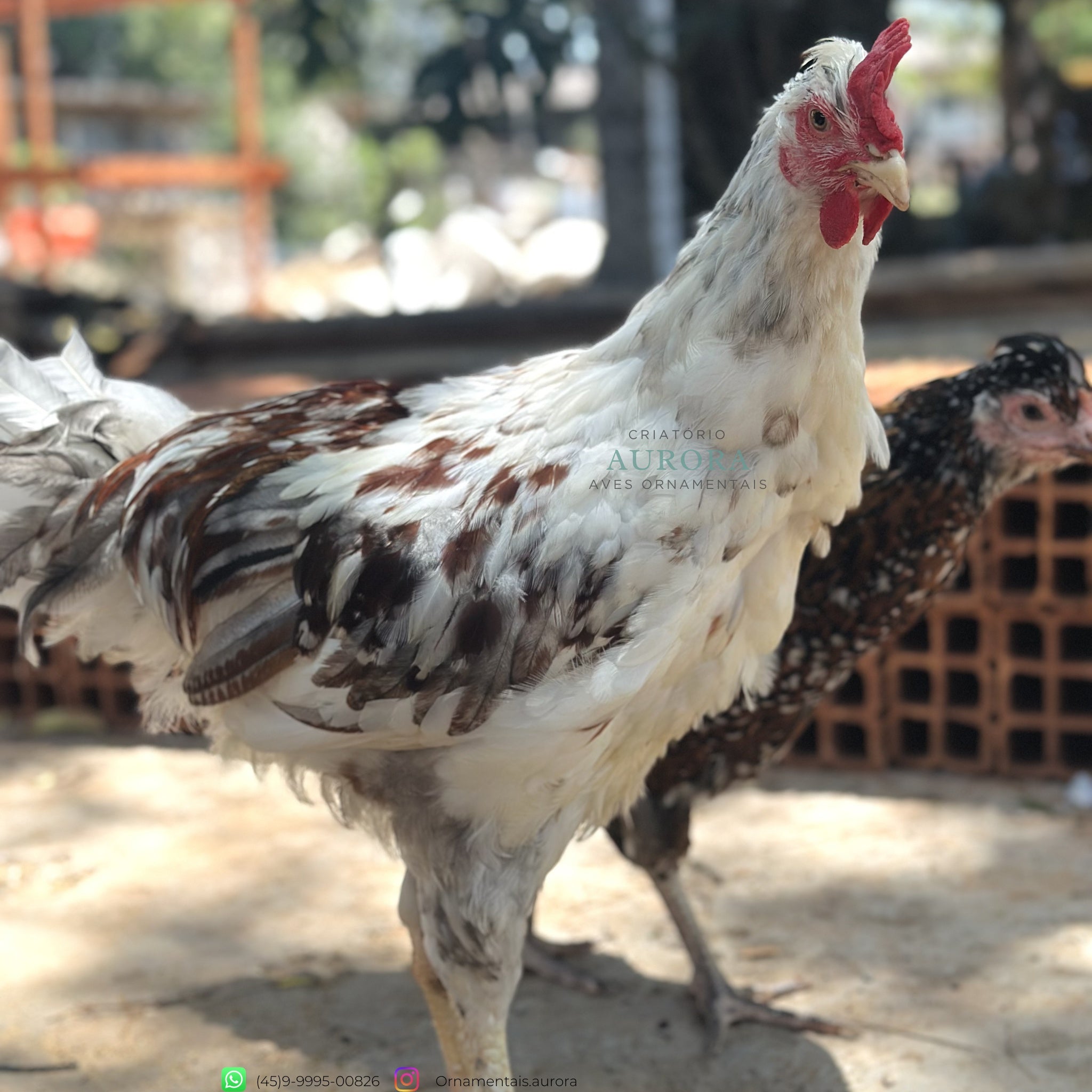 Galinha Balão Sertanejo (GSB) | Galinha Ornamental – Aurora Ornamentais