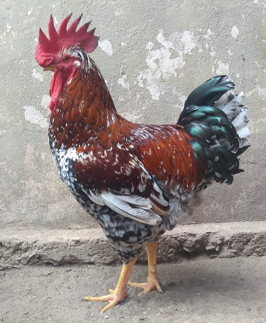 Galinha Balão Sertanejo