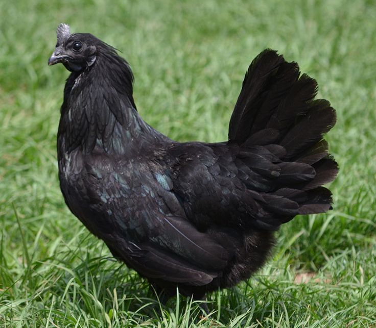 Ayam Cemani