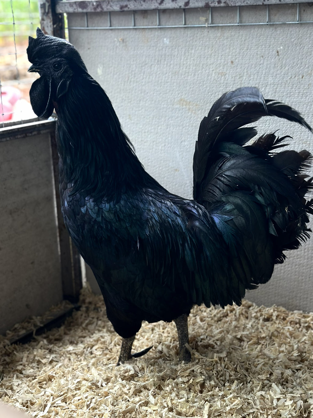 Ayam Cemani | Galinha Ornamental Negra – Aurora Ornamentais