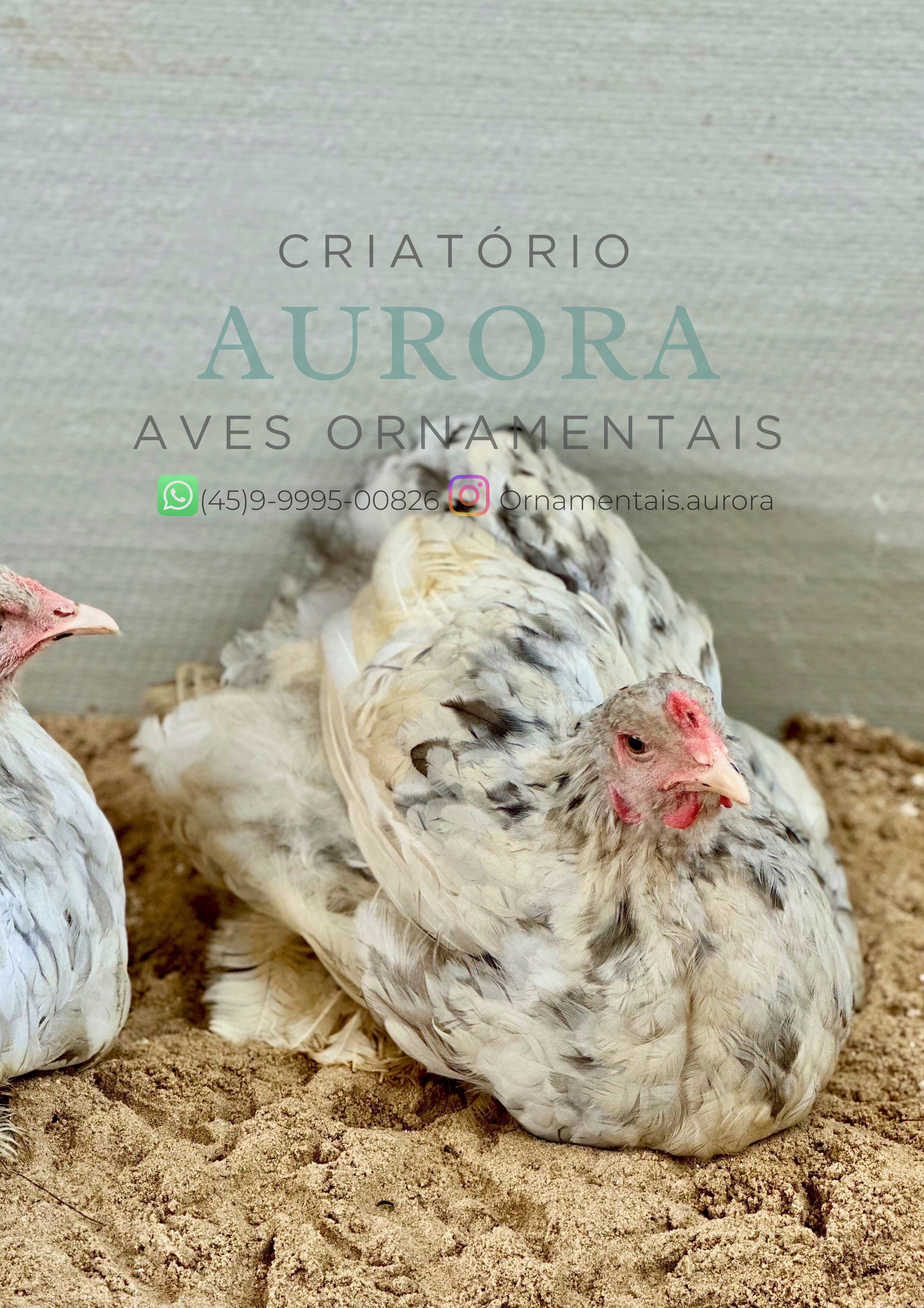 Brahma Splash – Galinha Brahma Ornamental Gigante | Aurora Ornamentais