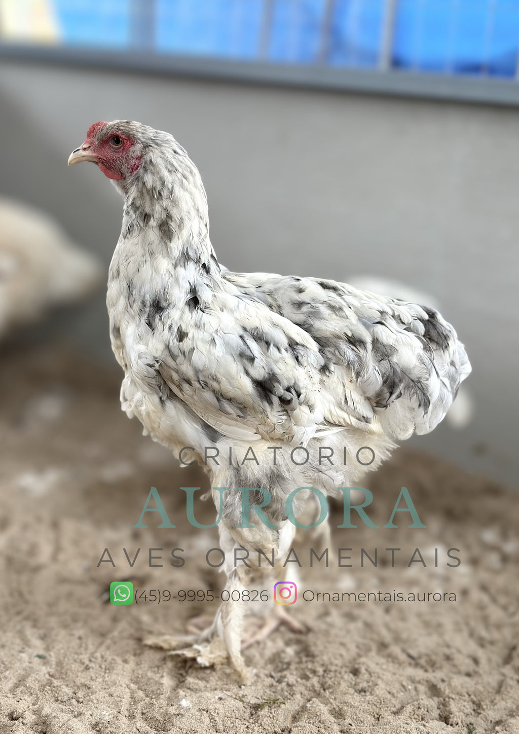 Brahma Splash – Galinha Brahma Ornamental Gigante | Aurora Ornamentais