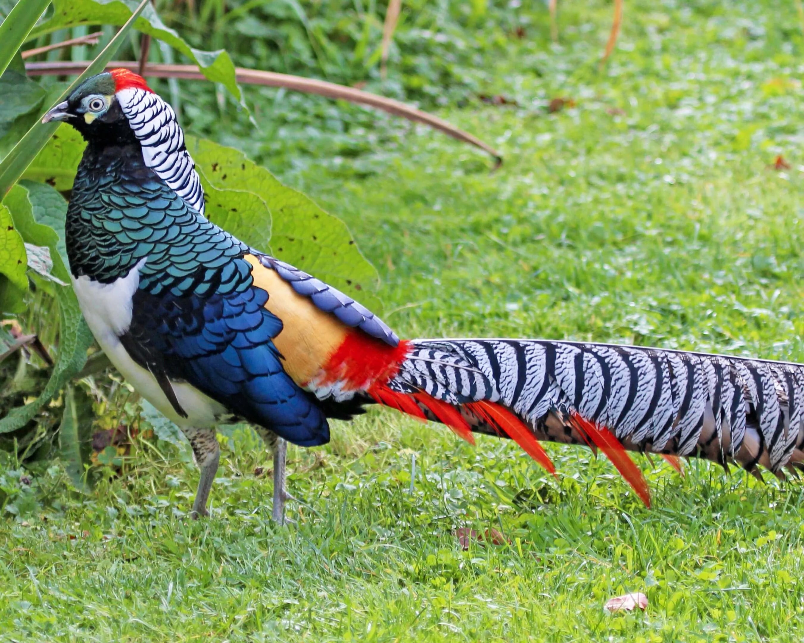 Faisão Lady (Lady Amherst)