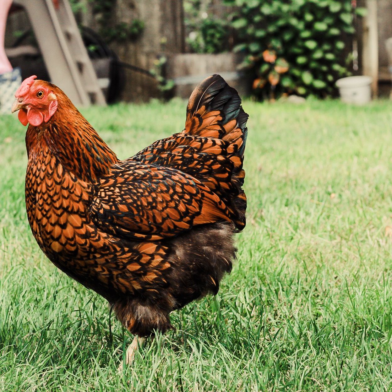 Wyandotte Dourada Laceada